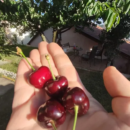 Lejla ترافنيك